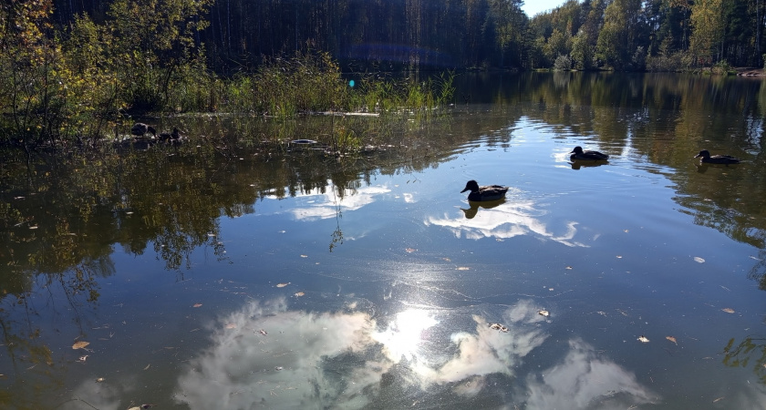 Погодные качели в Брянской области: мокрый снег и аномальное тепло в конце ноября