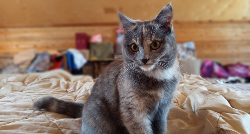 Трехдневное заточение: кошку спасли из вентиляционной шахты в брянском жилом комплексе