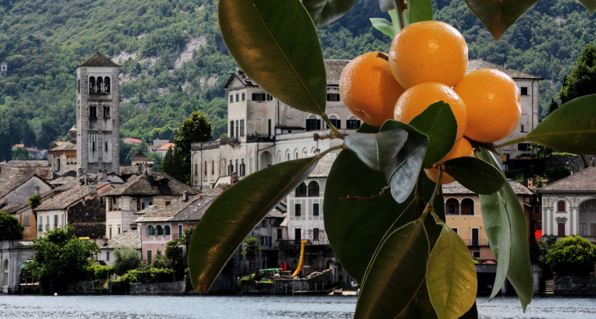 Побывала в Абхазии на сборе мандаринов и хурмы: честно делюсь, сколько можно заработать и какой есть подвох