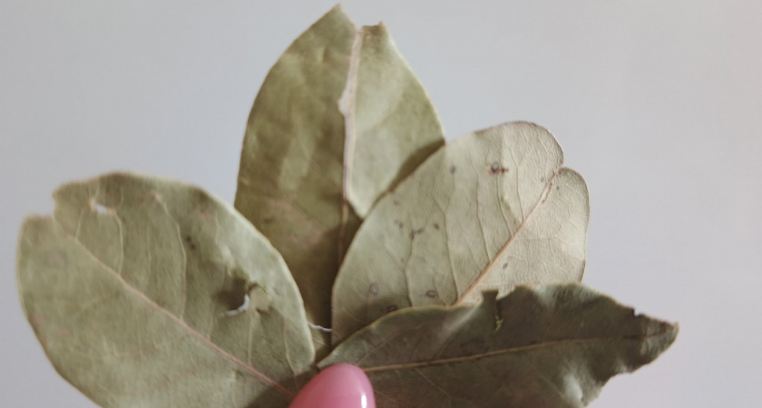 Закопайте лавровый лист в огороде в ноябре: весной вы обомлеете от результата - необходимо лишь сделать лунки по 5 сантиметров