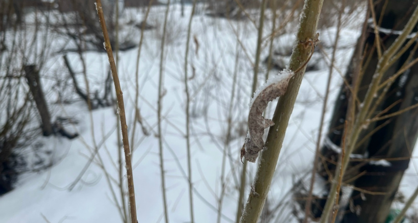 Брянская область встречает первый месяц зимы заморозками