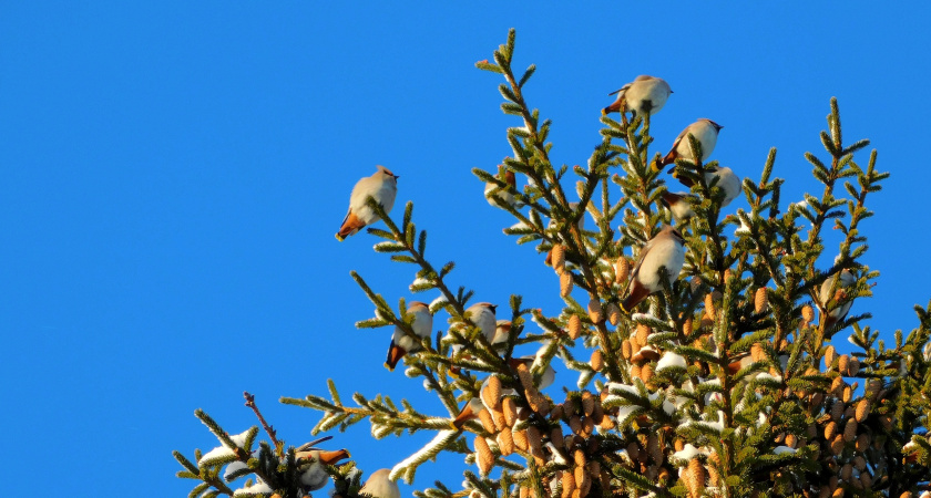 В среду в Брянской области будет значительное похолодание