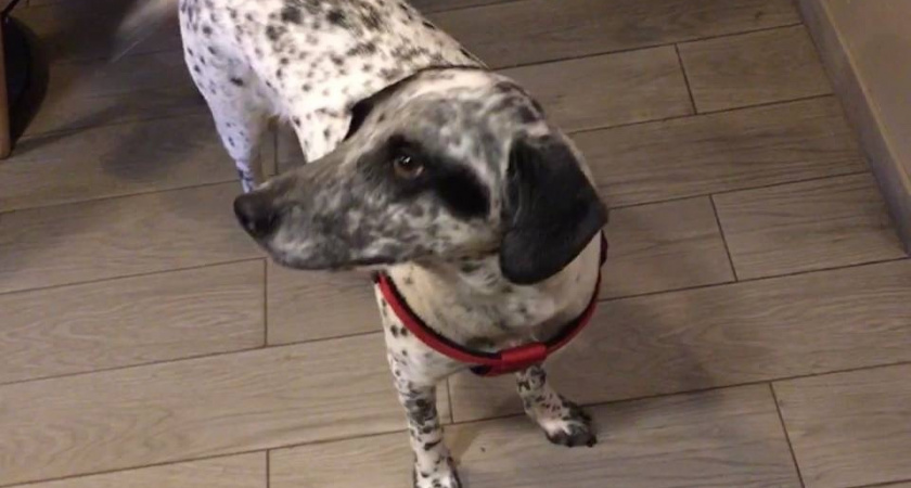 6 способов сказать собаке «я тебя люблю»: она поймёт это шустрее слов