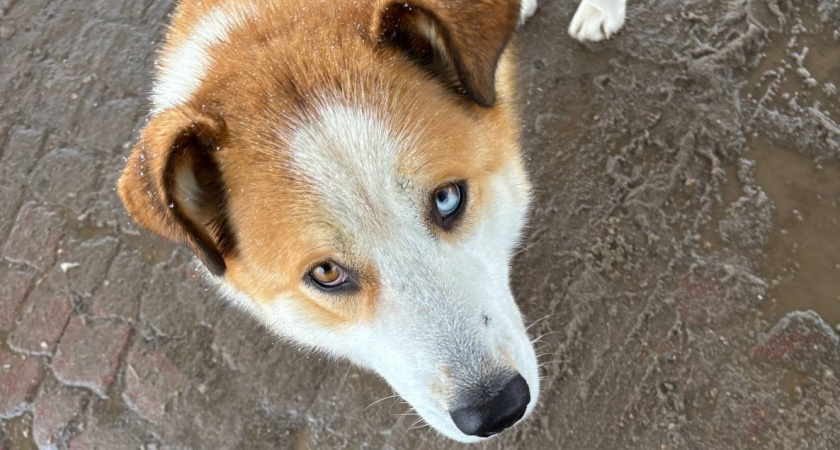 Печальная слава: 5 пород собак, которых несправедливо боятся