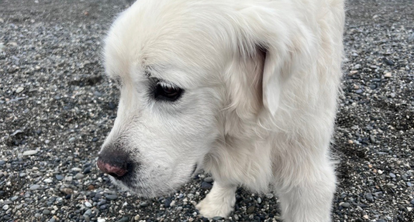 Не грызут мебель и не пахнут псиной: три самые аккуратные породы собак - идеальны для квартиры