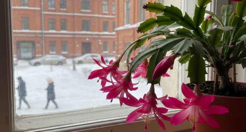 Смешиваю 1:1 с водой — и декабрист начинает пулять бутонами без передышки: правильный зимний уход — всё решает