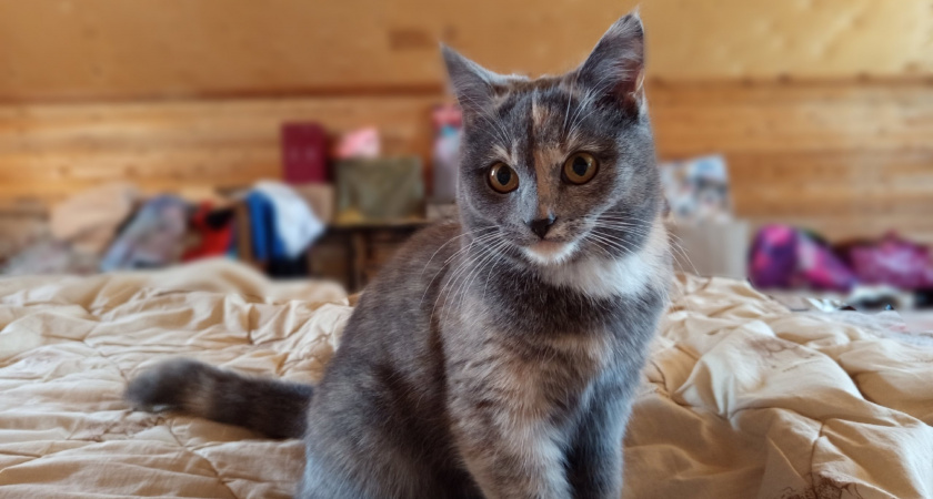 Кот уставился в одну точку и не реагирует: 3 реальные причины, почему кошки видят то, чего не замечаем мы — мистика здесь ни при чем