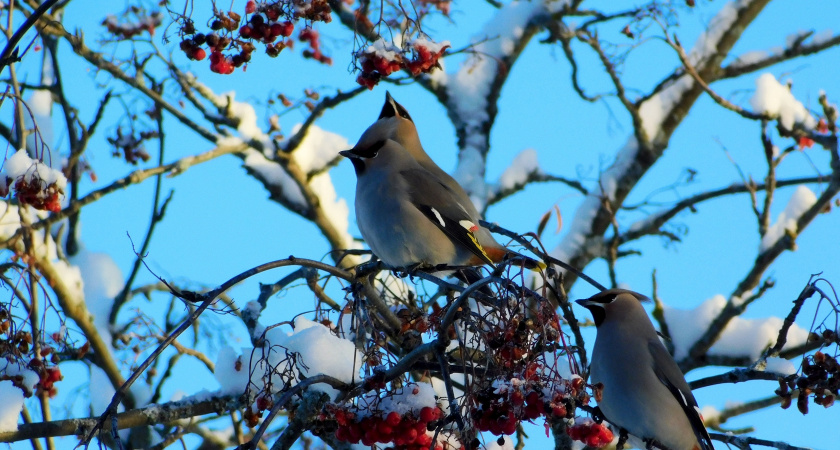 На Крещение в Брянской области обещают мороз до -25 градусов