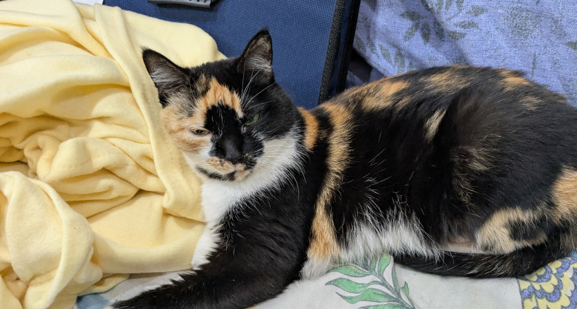 Благодарны ли дворовые коты за то, что их забрали домой. Запомните раз и на всю жизнь