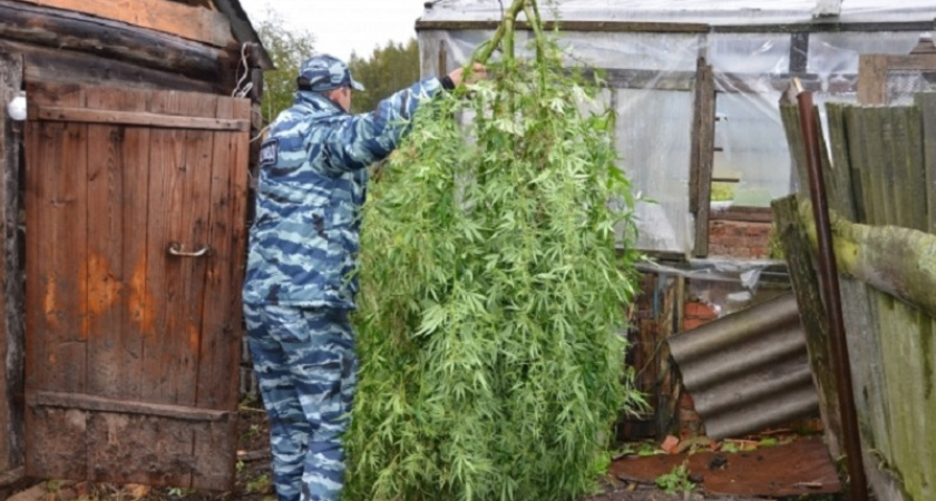 В Клинцах мужчина разбил на своём участке плантацию конопли