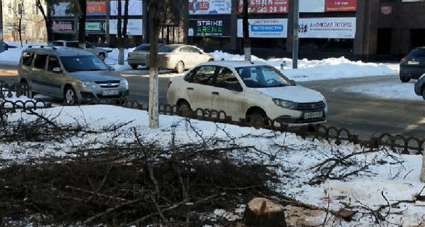 Брянская прокуратура согласилась с необходимостью ликвидации деревьев по улице Куйбышева