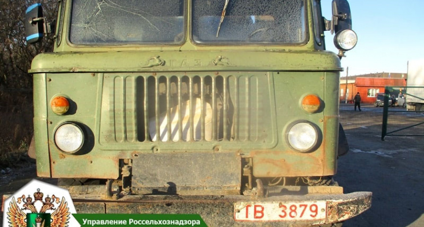 В Брянской области развернули «табун» жеребят из Белоруссии