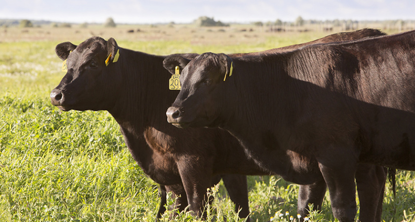 Агрохолдинг «Мираторг» презентовал пятилетний план своей генетической программы