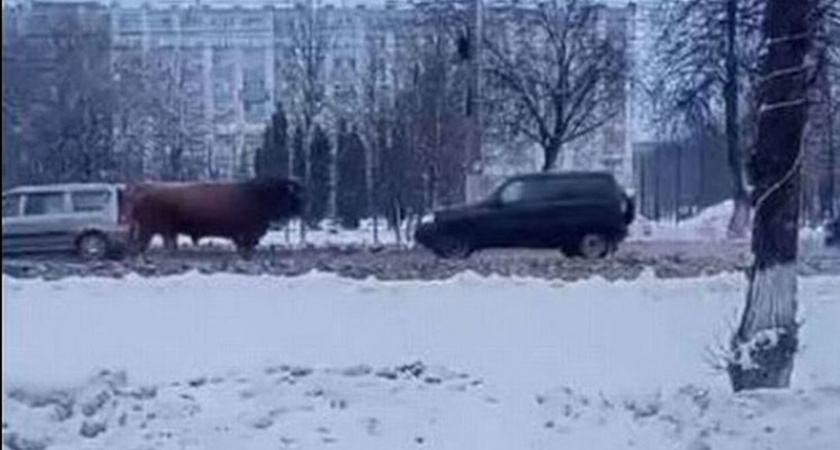 Орловские гаишники попытались поймать «зубра» на улицах города — кадры попали в соцсети