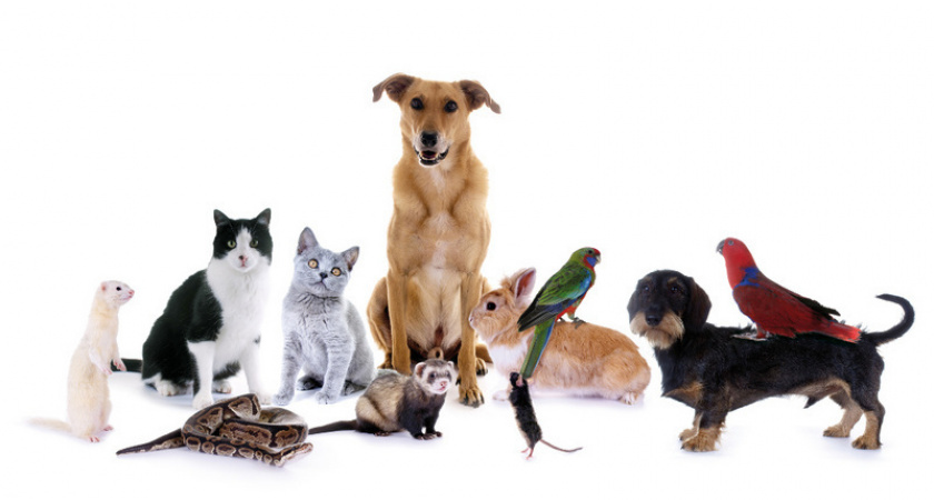 Две кошки или одна собака на 12 квадратов жилья: в Брянской области вступили в силу новые правила содержания домашних животных