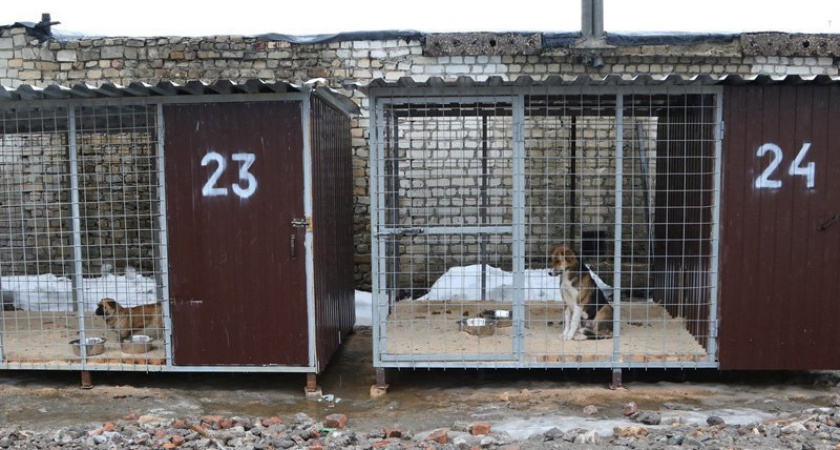 Приют для бродячих собак в Брянске начал принимать первых постояльцев