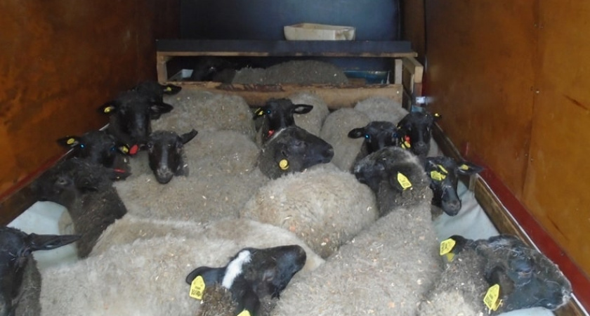 Более 8,2 тыс. «контрафактных» животных задержаны при перевозке через Брянскую область за прошлый год