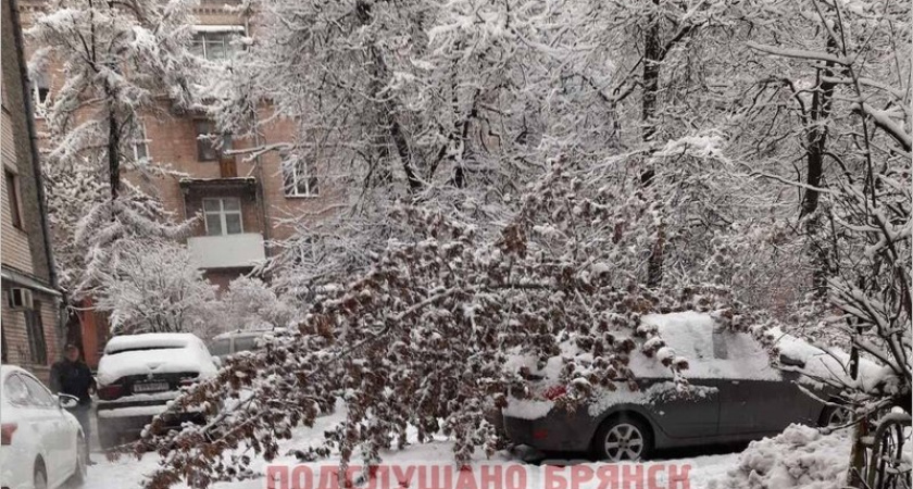 Снег с утра ломает деревья в Брянске