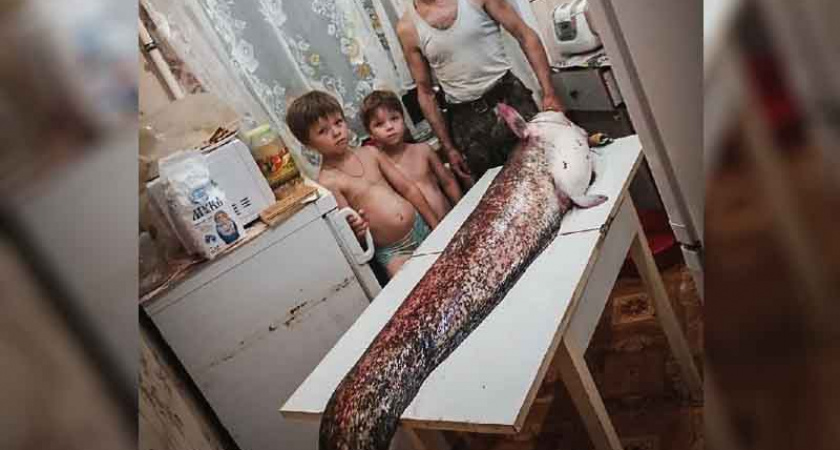 Сом-великан покатал брянского рыбака по озеру