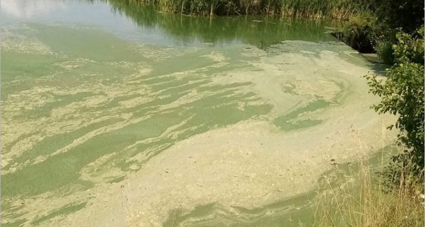 Жители брянского села пожаловались на «мясоотмывочный пункт», отравляющий местную реку