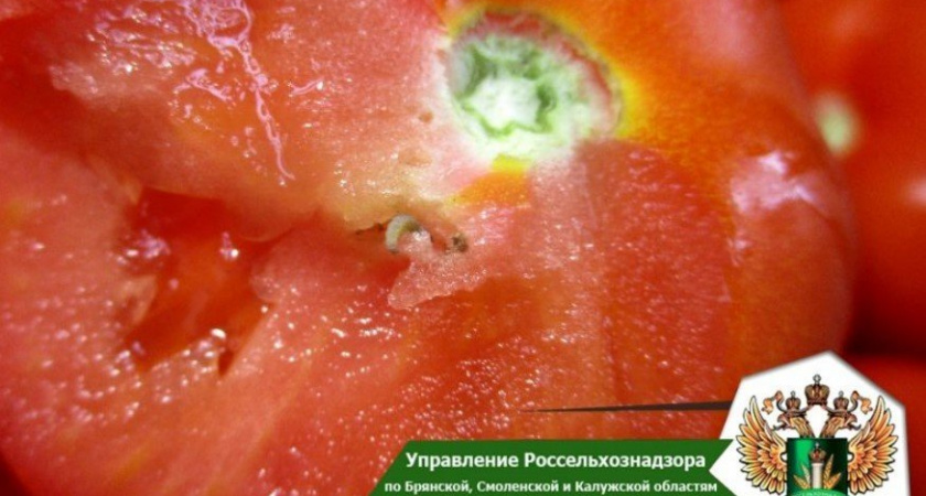 В Брянской области развернули 20 тонн испорченных томатов