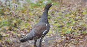 Итоги учёта тетеревиных в «Брянском лесу»: сам тетерев третий год не встречается