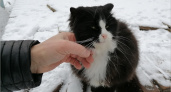 Ермилов день: покормить бездомную кошку — к счастью и добрым переменам