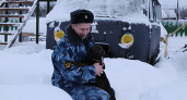 На службу в брянское УФСИН поступили пять щенков немецкой овчарки