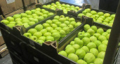 Белорусские яблоки ехали в Брянскую область под видом зефира