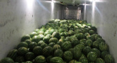 Брянские таможенники не пустили в Белоруссию нелегальные волгоградские арбузы