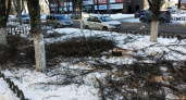 На ремонтируемой улице Куйбышева произвели санитарную рубку деревьев
