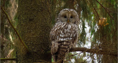 В «Брянском лесу» впервые встретили краснокнижную сову
