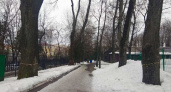 В парке-музее Толстого в Брянске устроили массовый «аварийный попил» деревьев