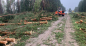 В Брянской области расчищают дороги после урагана, без света пока остаются 134 населённых пункта.