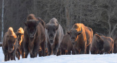 Поголовье зубров в Брянской области превысило полторы сотни особей