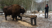 «Брянские зубры глазами брянских фотографов»: в заповедник «Брянский лес» состоялся второй фототур