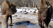 «Брянский лес» приглашает волонтёров на выходные убраться за зубрами