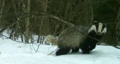 «Брянский лес» отчитался о выходе барсуков из нор
