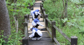 «Брянский лес» вновь пустил туристов по своей самой популярной тропе