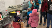 «Забери меня домой»: в Брянске проходит традиционная выставка-раздача в честь Дня кошки