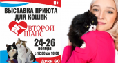 «Забери меня домой»: в Брянске проходит традиционная выставка кошек от «Второго шанса»