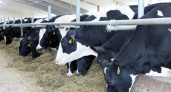 На каждую брянскую корову к зиме заготовили 25,5 центнеров кормов