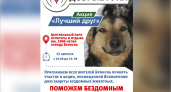«Лучший друг»: в Брянской области возобновляется акция по поиску новых хозяев для «приютских» собак