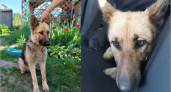 Жители пригорода Брянска ищут хозяина попавшей под машину собаки