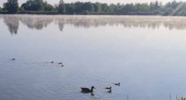 В брянских охотоугодьях считают водоплавающую дичь
