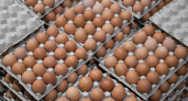 Потребление пищевых яиц в России составляет от 0,8 до трёх штук в день