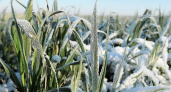Майские заморозки нанесли ущерб посевам в 40 регионах России, полмиллиона гектаров требуется пересеять
