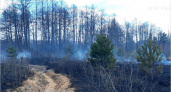 За воскресенье брянские леса горели трижды