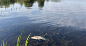 Брянская природоохранная прокуратура изучила дохлую рыбу