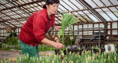 «Зелёное хозяйство» Брянска к 8 марта вырастит более 20 тыс. тюльпанов